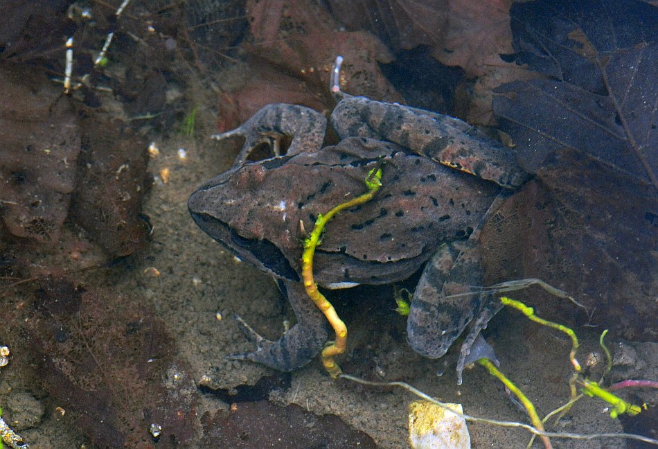 Rana dalmatina o italica? R. dalmatina